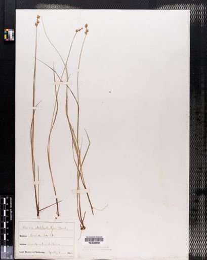 Carex echinata