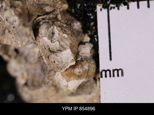 Drepanochilus sp.