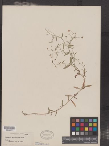 Campanula aparinoides