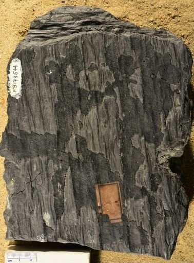 Lepidodendron sp.