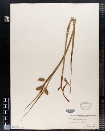 Carex comosa