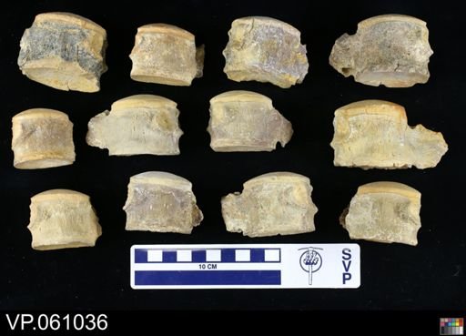 undet. Mosasauridae