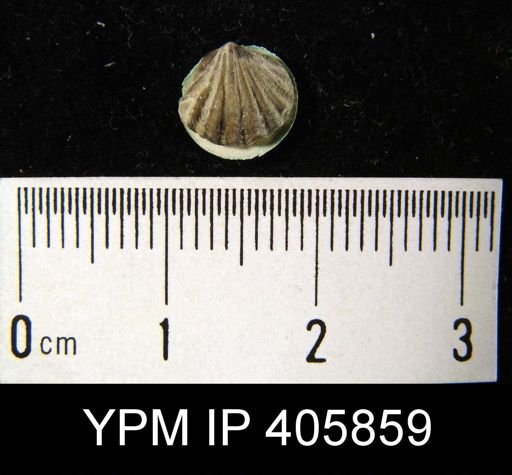 Anoplotheca sp.