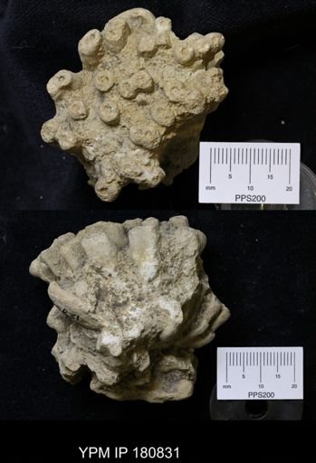 Peronidella dumosa