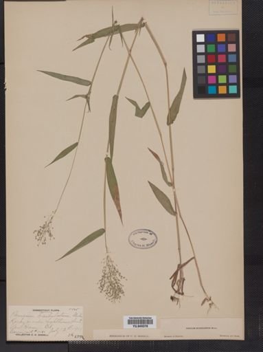 Panicum microcarpon