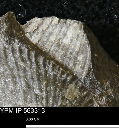 Oxytoma (Hypoxytoma)