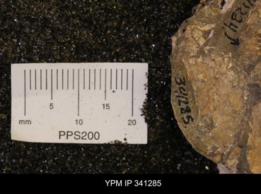 Scaphites sp.