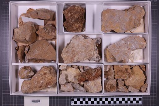 mixed taxa, stratigraphic collection