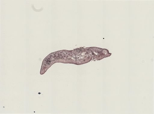 Foviella