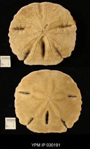 Mellita sp.