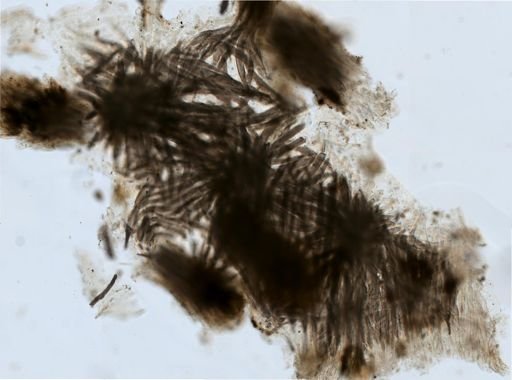 Adalaria proxima