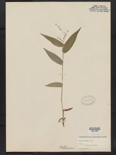 Panicum boscii