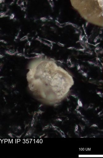 undet. Foraminiferida