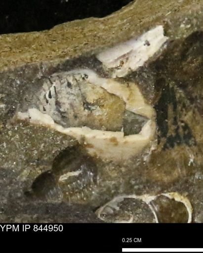undet. Gastropoda