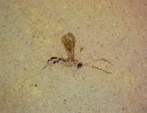 undet. Hymenoptera