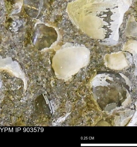 undet. Bivalvia