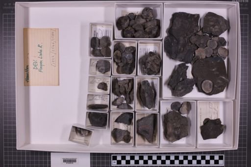 mixed taxa, stratigraphic collection