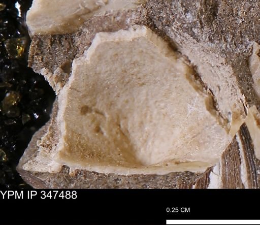 undet. Bivalvia