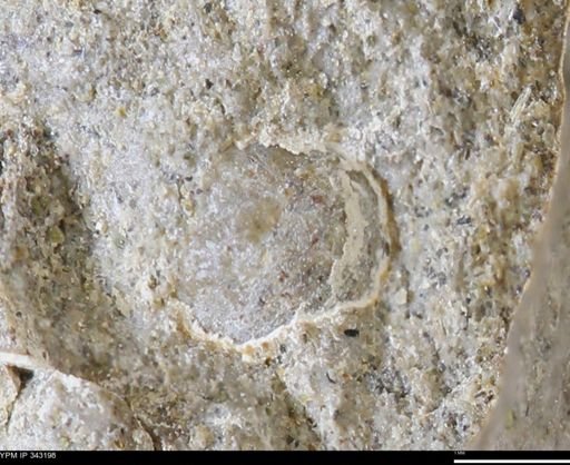 undet. Bivalvia