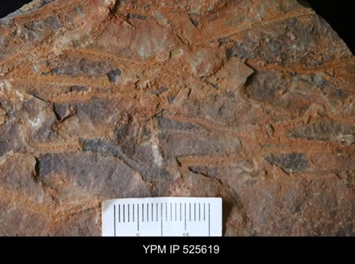 undet. Graptolithina