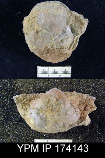Productus sp.