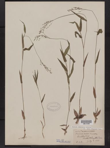 Panicum commutatum