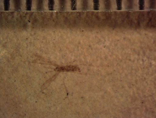 Nematocera?