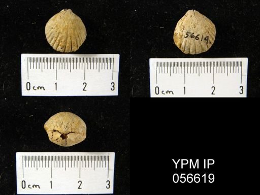 Uncinulus sp.