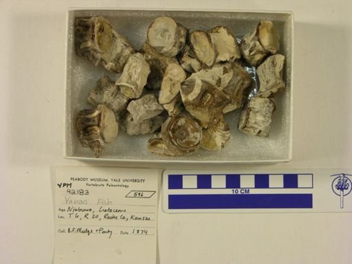 undet. Actinopterygii