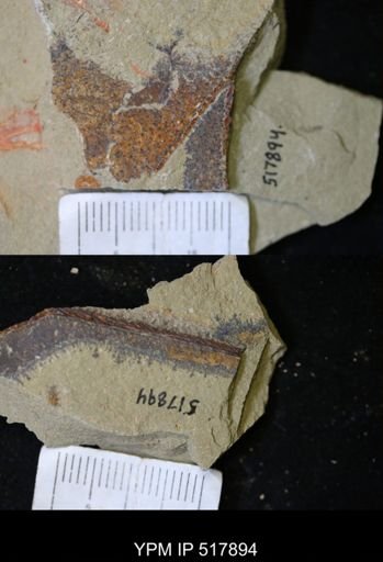 undet. Graptolithina