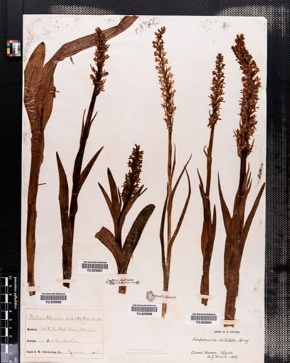 Habenaria