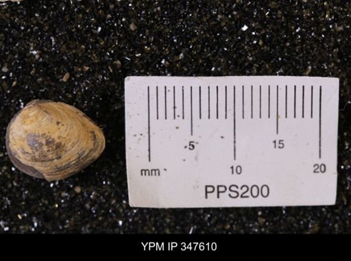 Limopsis striatopunctatus