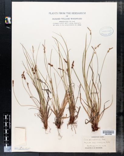 Carex pensylvanica