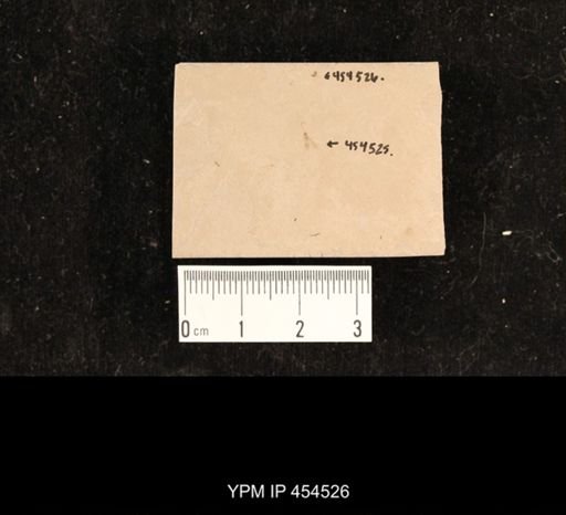 undet. Diptera