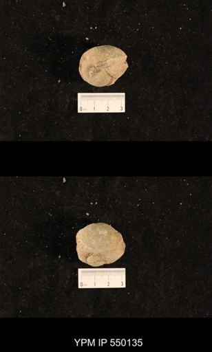 Bellerophon capax