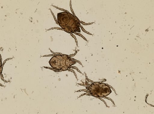 Rhombognathides pascens