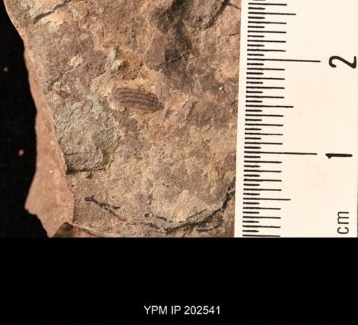 Holcoptera schlotheimi