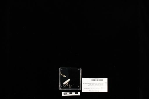 Urosaurus ornatus