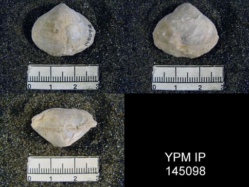 Athyris sp.