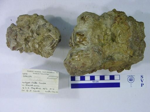 Choerolophodon sp.