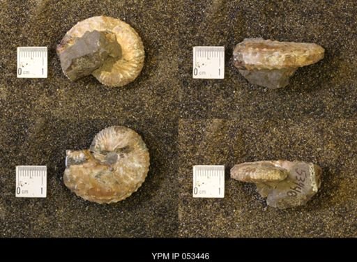 Discoscaphites conradi