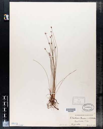 Eleocharis tenuis
