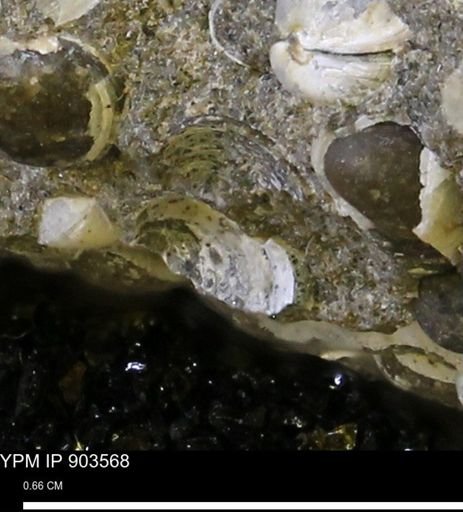 undet. Bivalvia