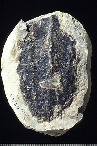Actinosepia canadensis