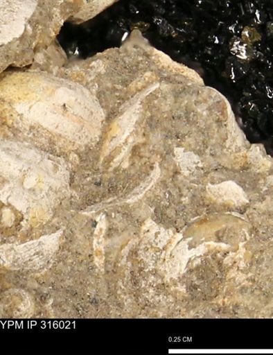 undet. Mollusca