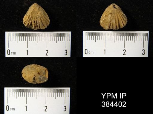 undet. Rhynchonellida