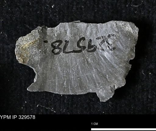 Stropheodonta demissa