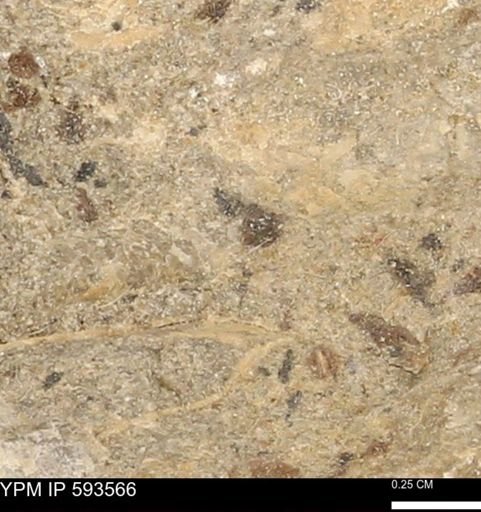 taxon undetermined