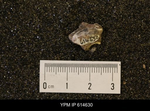 Pseudoptera subtortuosa