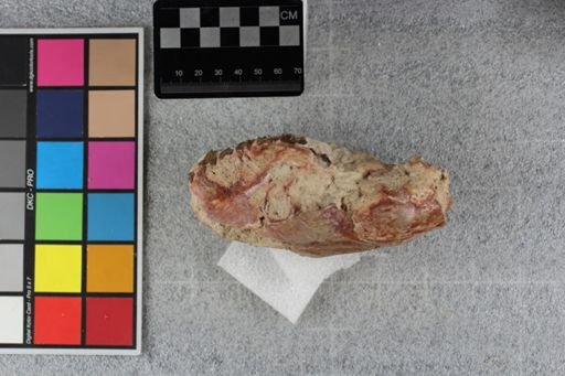 Merycoidodon culbertsoni